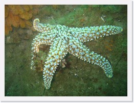 IMG_0497 * Giant Spiny Starfish * 2048 x 1536 * (1.1MB)